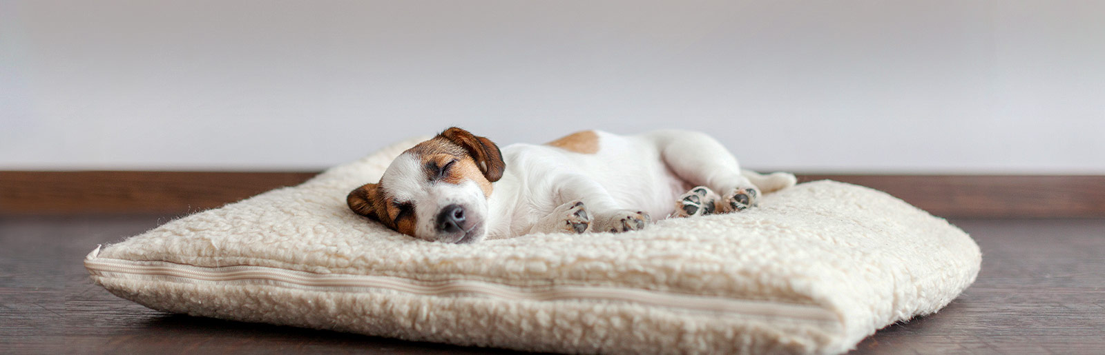 Need for sleep in dogs