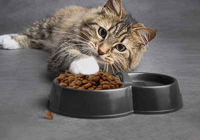 How to change your cat's food to a new one