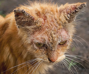 Mange is also common in cats and is very contagious