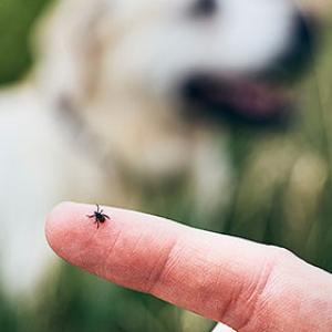 Are there natural products to protect against ticks in dogs?