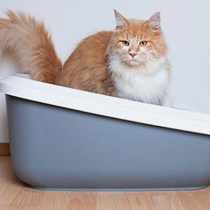 Diarrhoea and vomiting in cats can have many causes